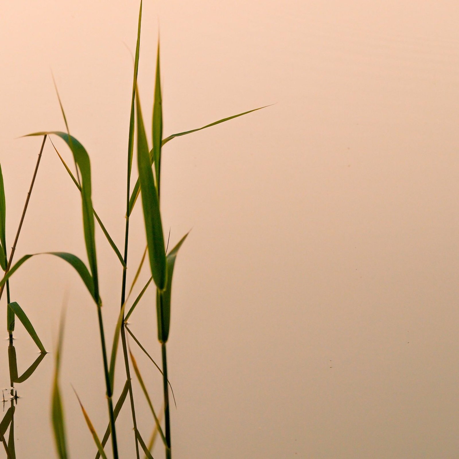 Peaceful scene of reed plants by a serene lakeside at sunset, capturing nature's beauty.